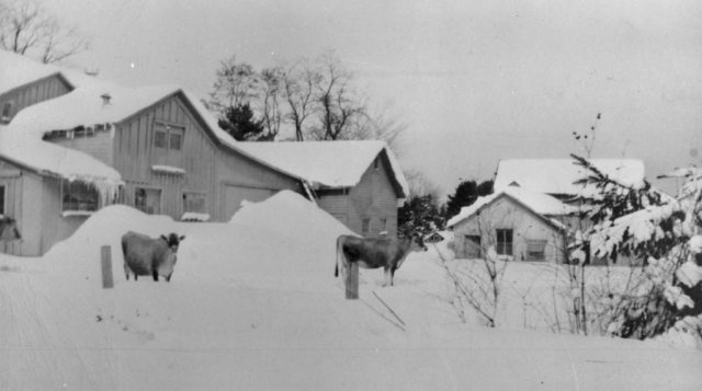 Cows out back of Shepard barn